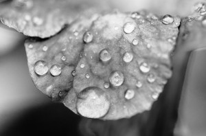 Droplets on Leaf